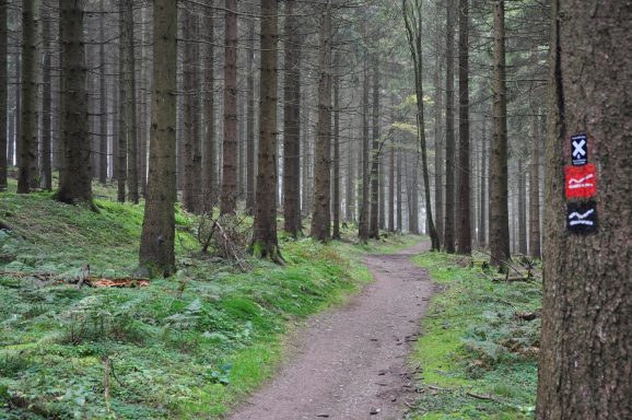 Waldweg mit Markierung Rothaarsteig