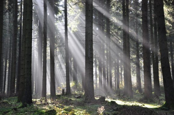 Sonnenstrahlen zwischen Baumstämmem