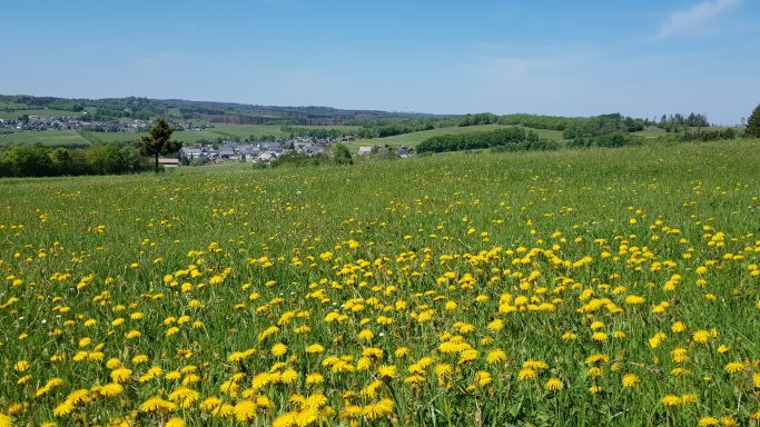 Wiesenlandschaft mit gelbem Löwenzahn