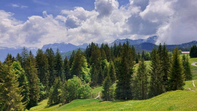 Das Bild zeigt Fichten. Dahinter ragen Berge auf.